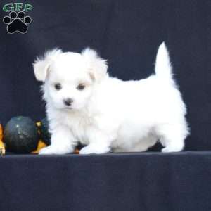 Kinsley, Maltese Puppy